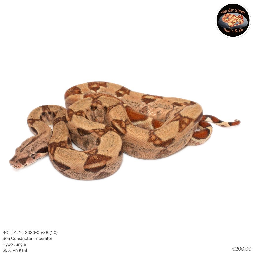 Boa Constrictor Imperator Litter 04 2026 Boa Constrictor photo 13