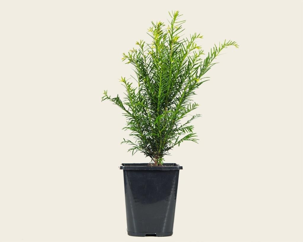 taxus baccata kluit of pot vanaf € 1,70 p/st, Tuin en Terras, Planten | Struiken en Hagen, Ophalen, Conifeer, 100 tot 250 cm