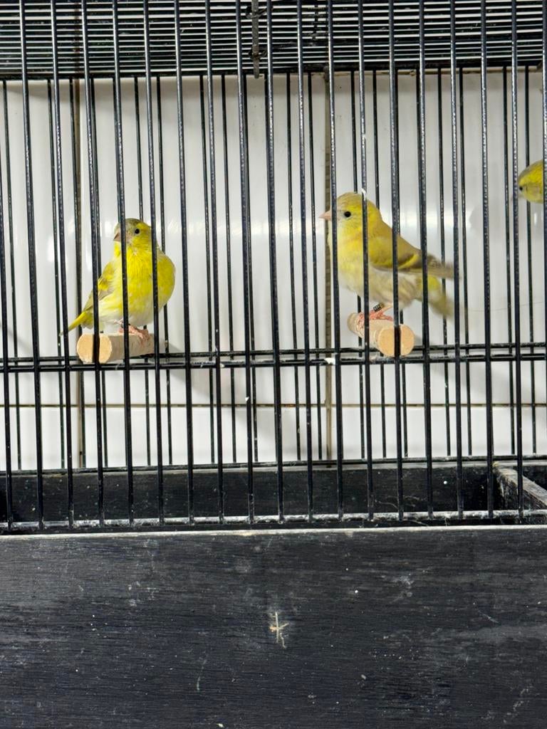 Te koop gevraagd alle soorten vogels, Dieren en Toebehoren, Meerdere dieren, Kleurkanarie