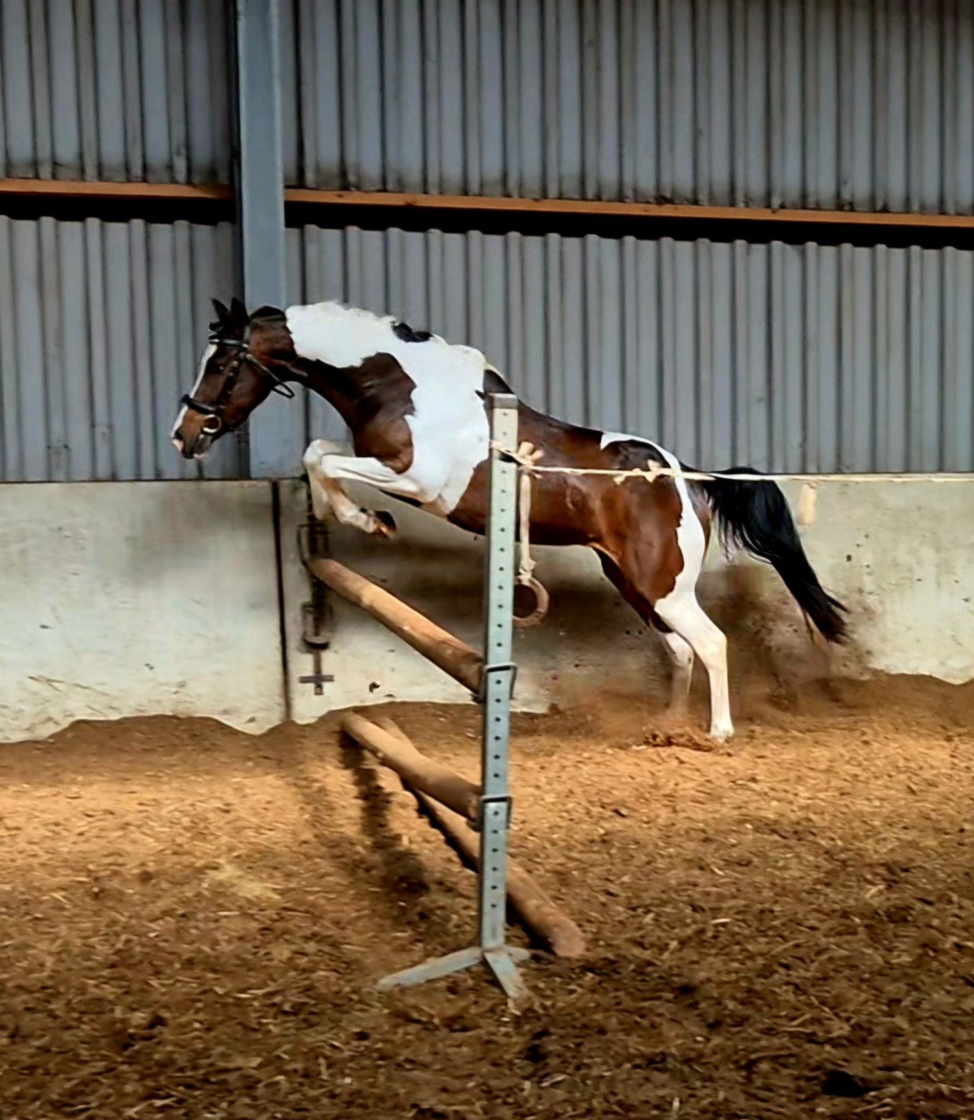 **Mega knappe E pony**, Dieren en Toebehoren, Paarden, Merrie, Dressuurpaard, Zadelmak, 3 tot 6 jaar