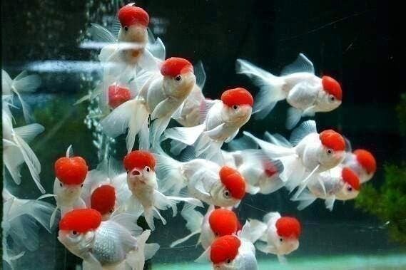 Sluirstaart, Ranchu, Oranda, Fancy Goldfish, enz, Vis