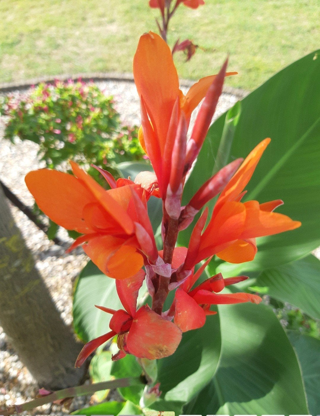 Canna Indisch Riet, Ophalen, Volle zon