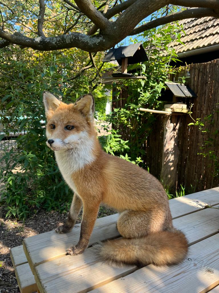 Prachtig opgezette vos - taxidermie, Verzamelen, Dierenverzamelingen, Ophalen of Verzenden, Gebruikt, Wild dier, Opgezet dier