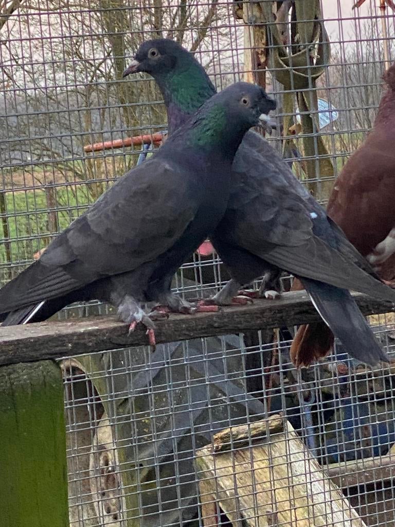Te koop takla’s, Dieren en Toebehoren, Meerdere dieren, Tuimelaar of Roller
