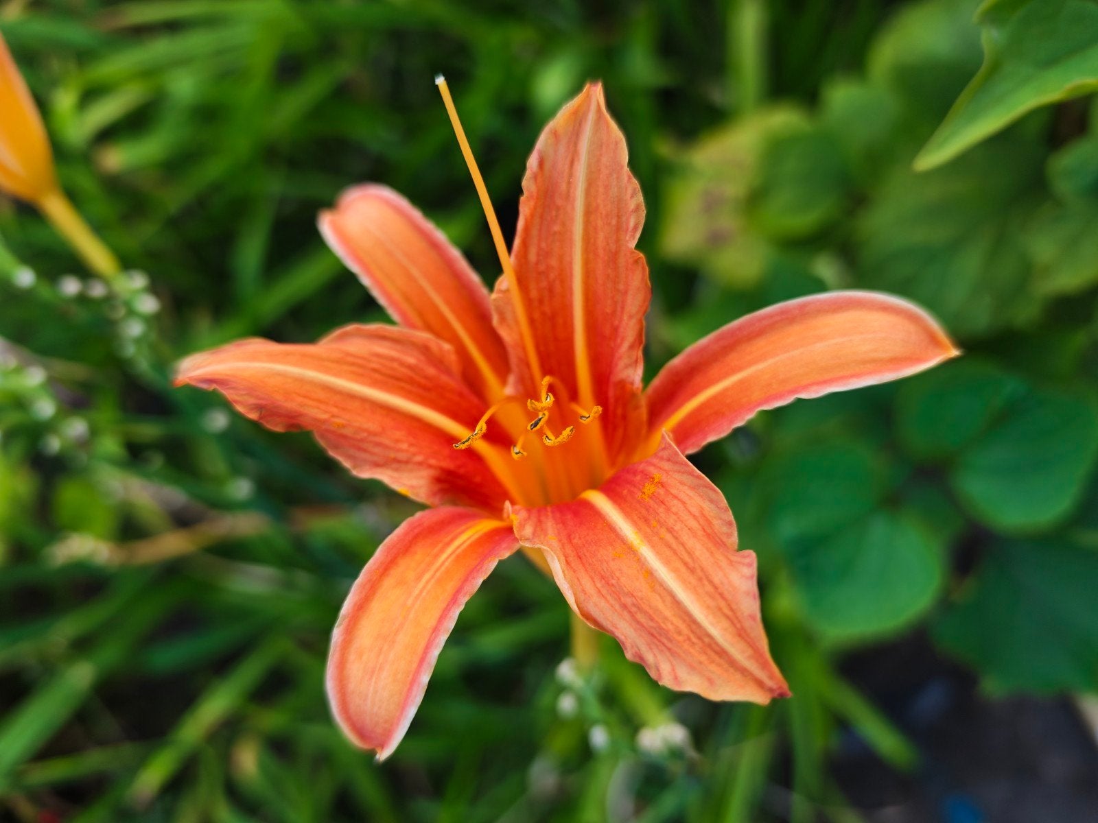 Hemerocallis 'Margaret Perry' - Daglelie, Overige soorten, Volle zon, Vaste plant, Ophalen of Verzenden
