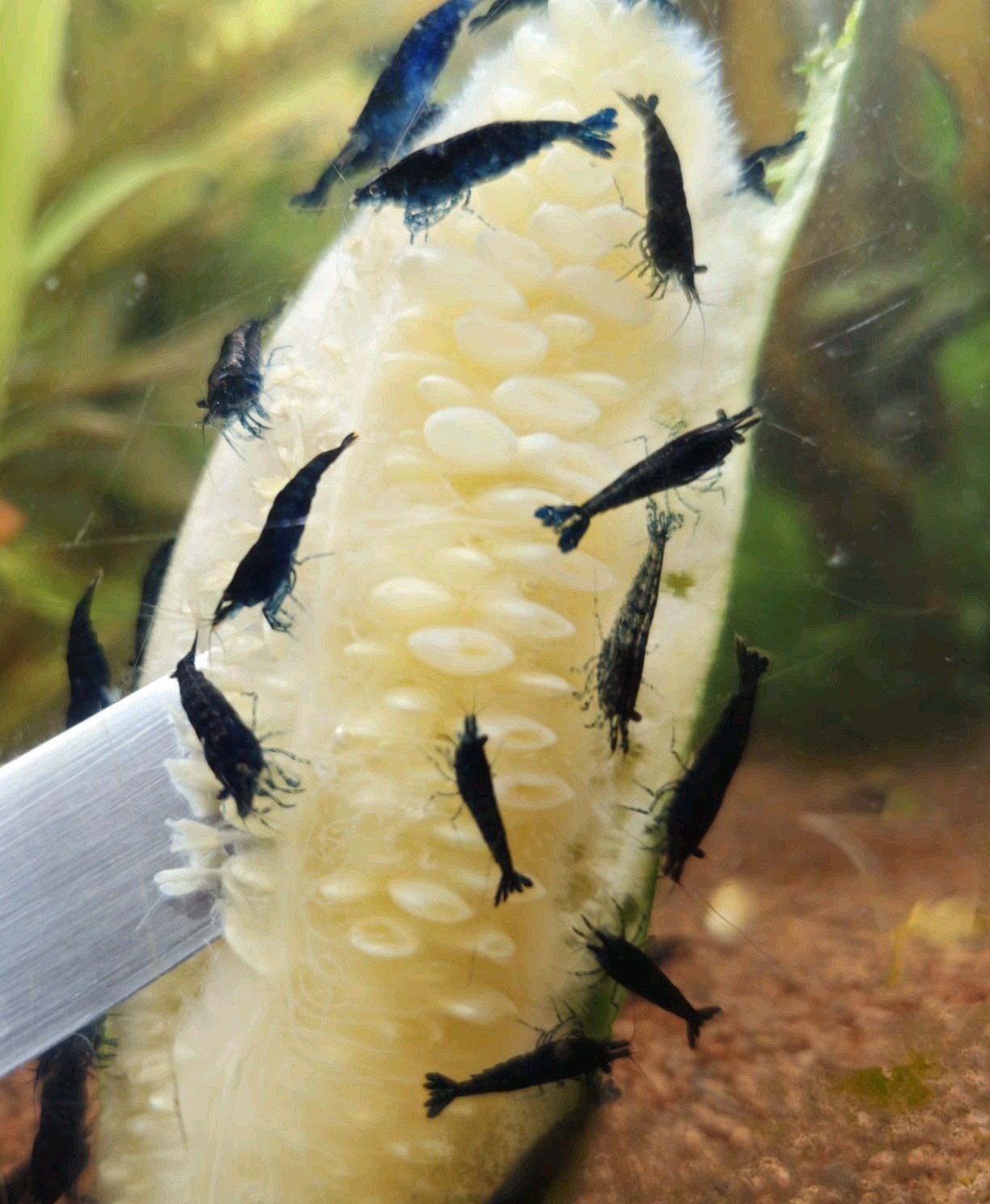 raszuivere blue Sapphire neocaridina garnalen, Dieren en Toebehoren, Vissen | Aquariumvissen
