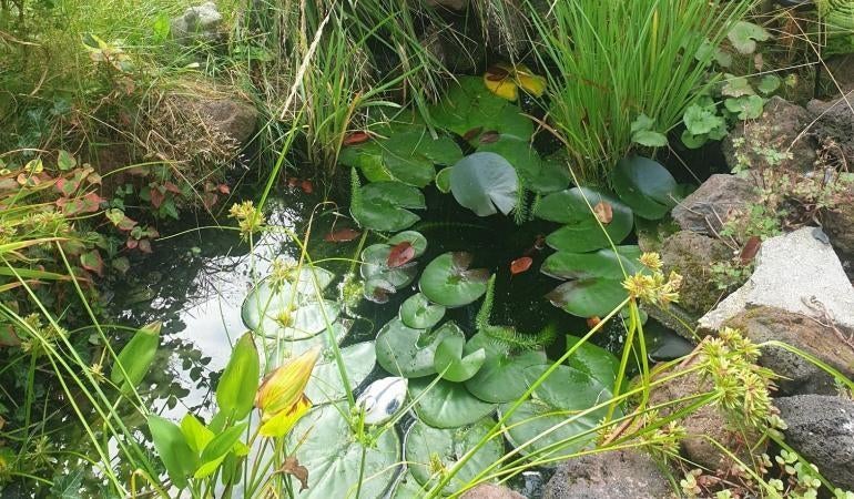Gezocht: Waterplanten/Zuurstofplanten voor Paddenpoel, Tuin en Terras, Vijvers, Ophalen