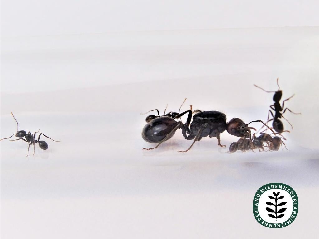 Messor barbarus | Oogstmier KONINGIN QUEEN, Dieren en Toebehoren, Insecten en Spinnen