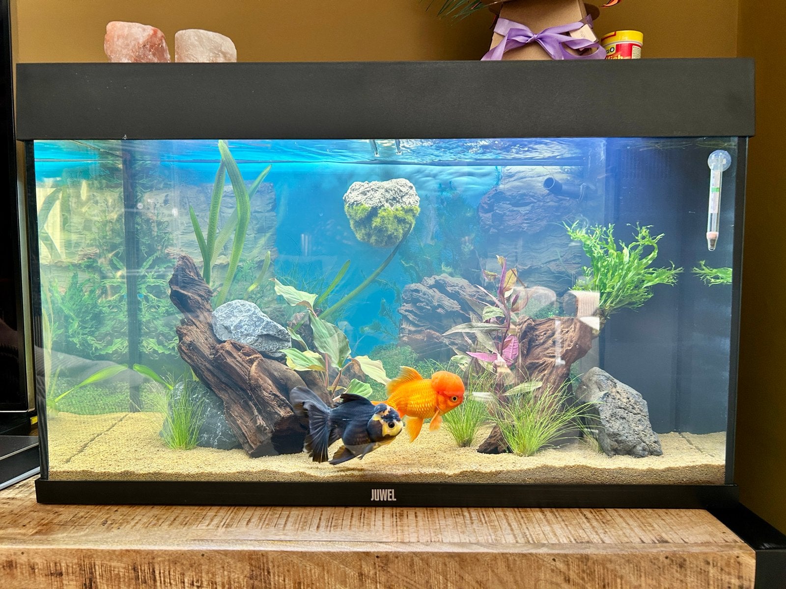 Aquarium juwel 125 80x35x50, Ophalen