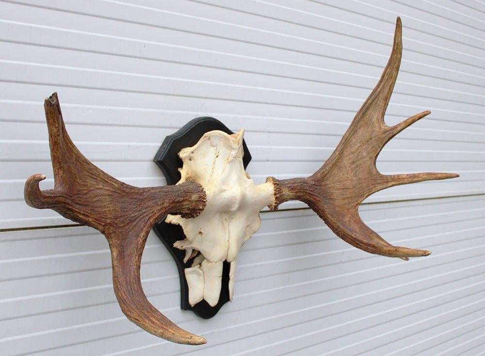 Opruiming: SCANDINAVISCH ELAND GEWEI OP SCHILD (ref. BOC)