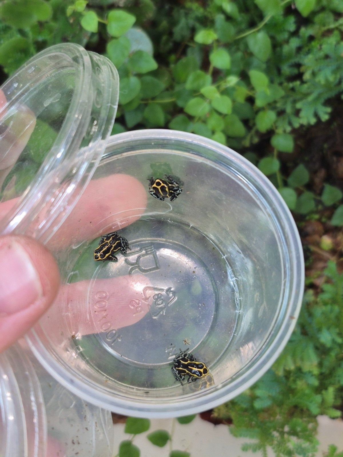 Ranitomeya variabilis french guiana, Dieren en Toebehoren, Reptielen en Amfibieën, Overige soorten, 0 tot 2 jaar