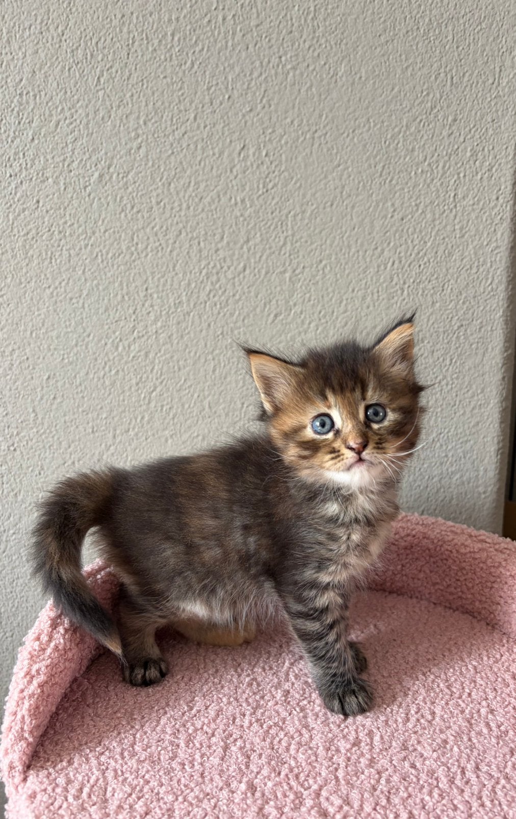 Maine coon kittens, Kater, Ontwormd