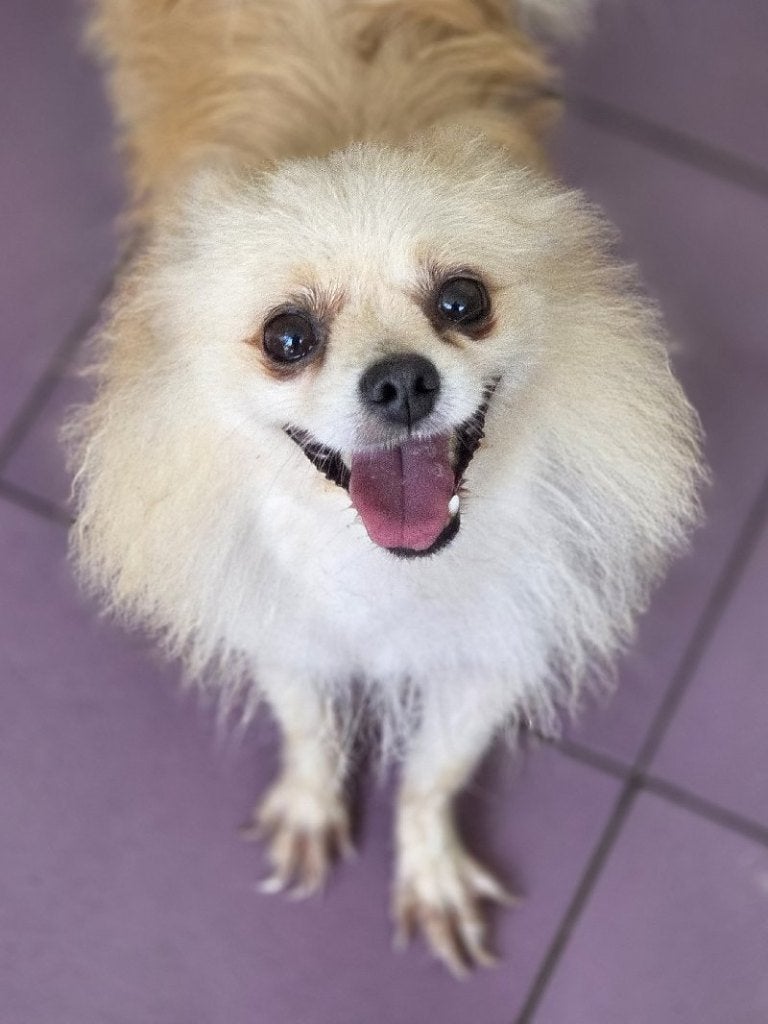 ACE: Fantine is onweerstaanbaar schattig, Particulier, Overige rassen, Buitenland, Teef