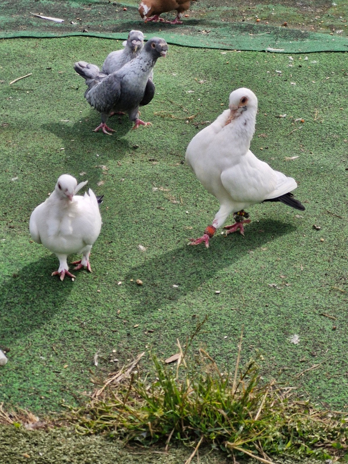 Koppel, Meerdere dieren, Overige soorten