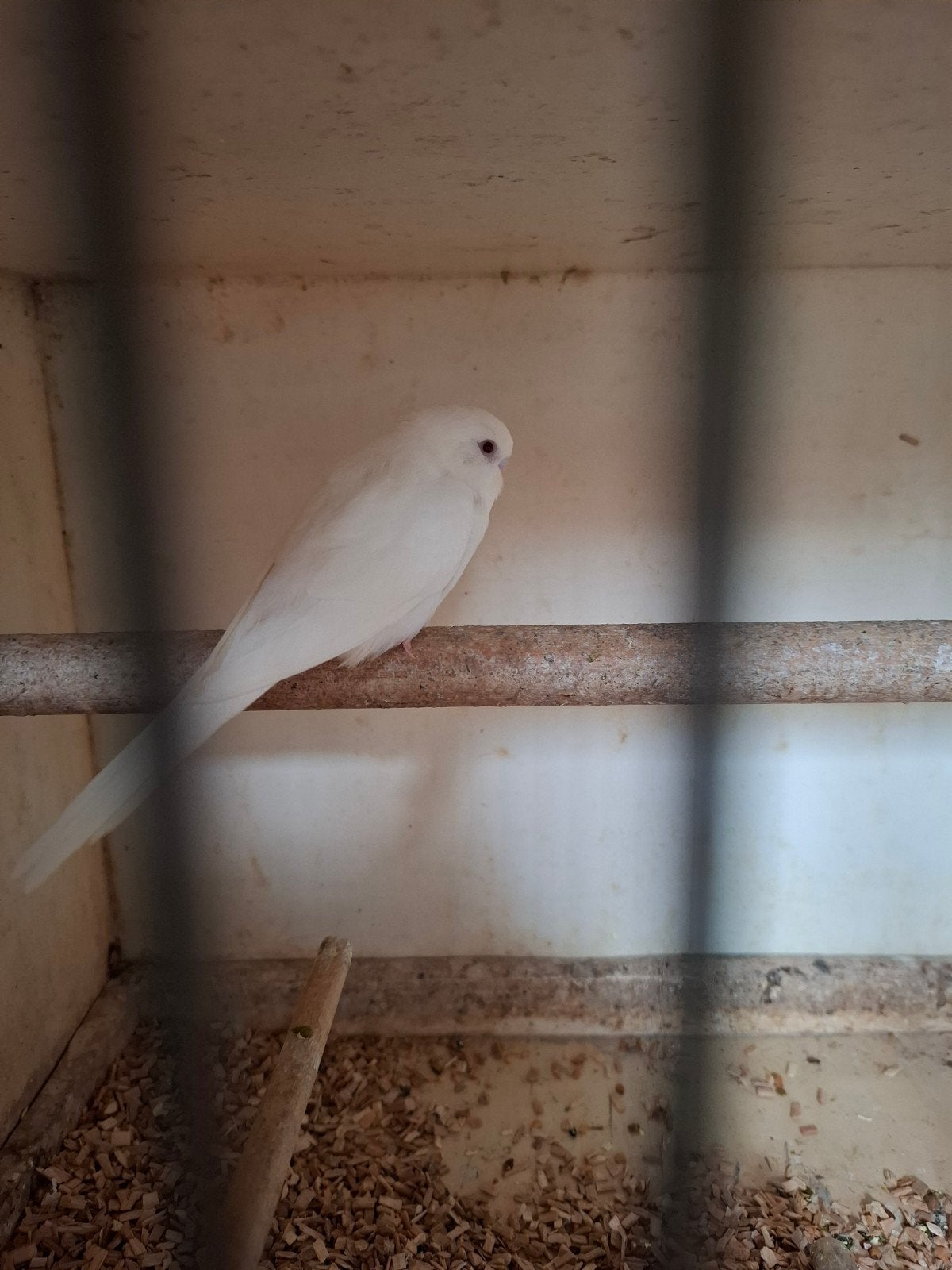 Diverse soorten vogels en aluminium panelen, Dieren en Toebehoren, Meerdere dieren, Papegaai, Geringd