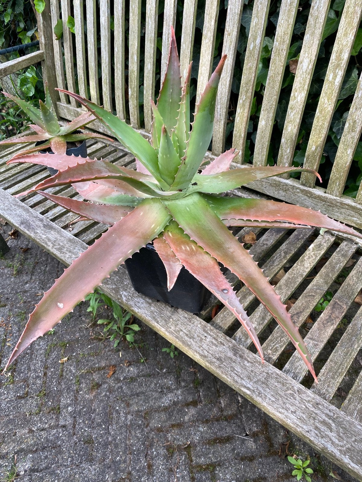 Grote aloe vera plant, Ophalen, Overige soorten, Volle zon