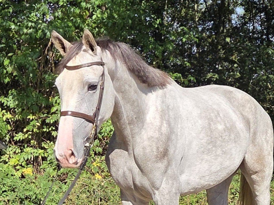 Allround 5 jarige KWPN merrie met TOP papier, Dieren en Toebehoren, Merrie, Met stamboom, Dressuurpaard, Zadelmak