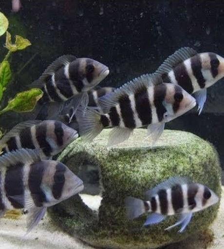 Frontosa burundi, Dieren en Toebehoren, Vissen | Aquariumvissen, Vis