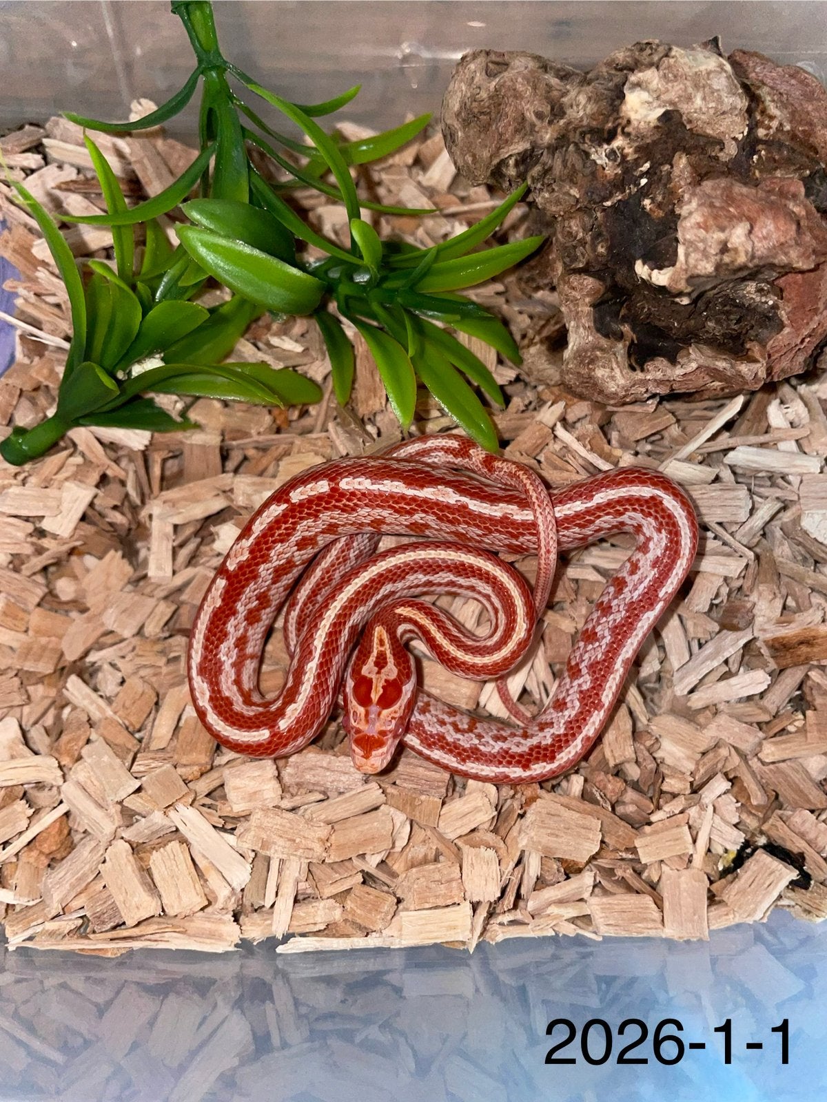 Jonge Rattenslangen div morphs Rat Snake - unknown for sale from geoffrey van laarhoven