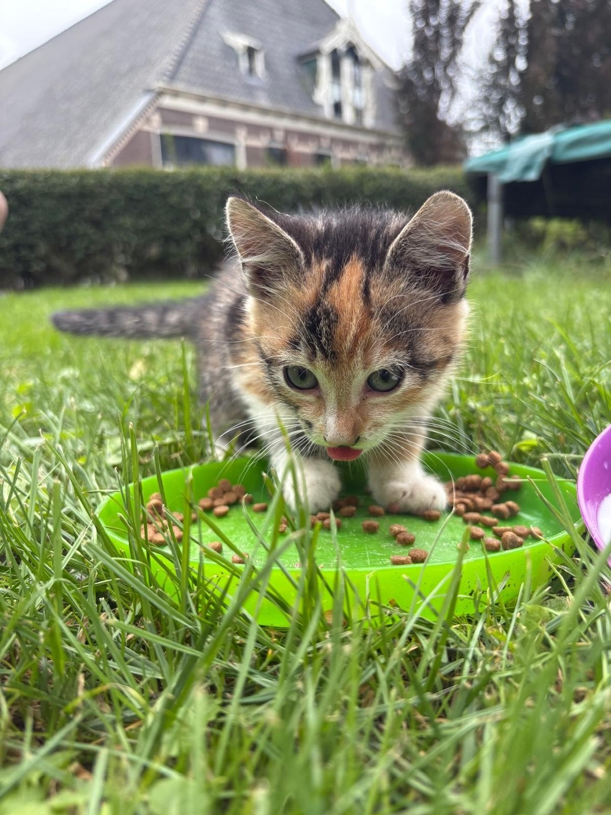3 kittens tekoop