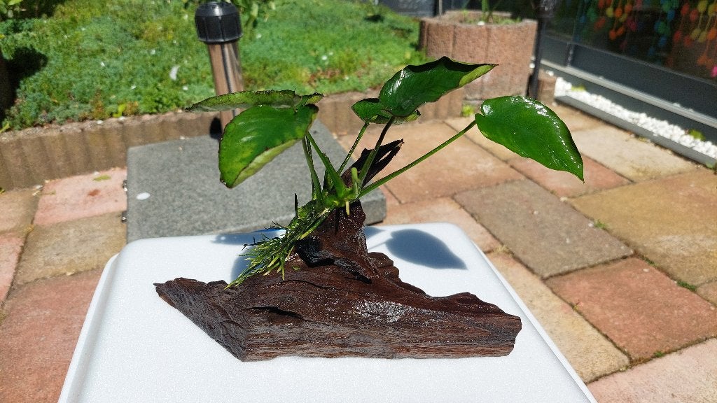 Aquariumhout met Anubias Barteri (C), Dieren en Toebehoren, Ophalen, Inclusief planten, Zo goed als nieuw, Plant(en), Steen of Hout