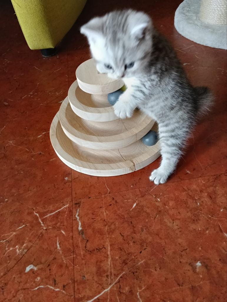 Raszuivere Britse Korthaar Kittens, Meerdere dieren, Ingeënt