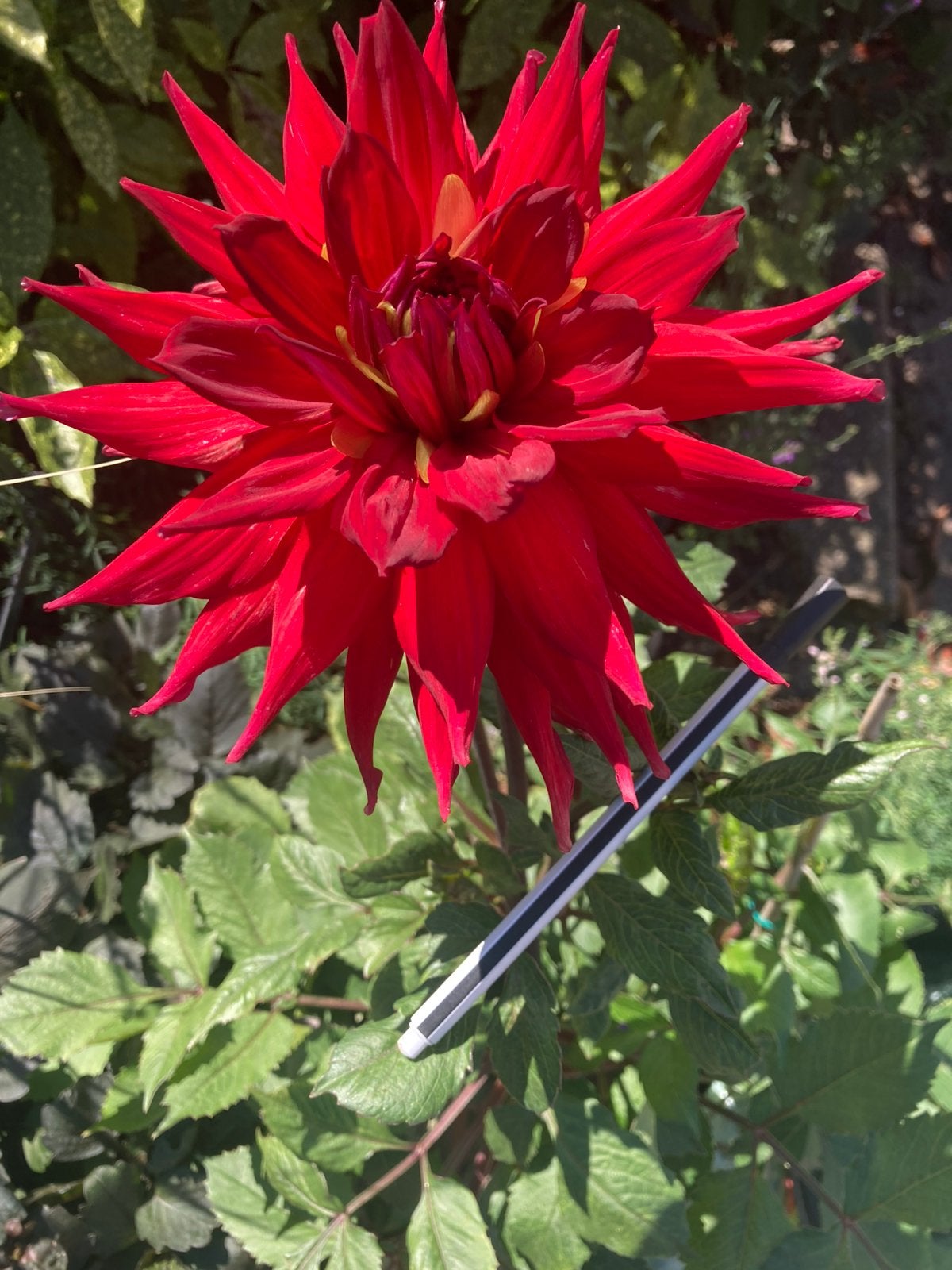 2 soorten rode dahlia’s…moeten eigenlijk meer ruimte hebben, Ophalen, Zomer, Overige soorten, Volle zon