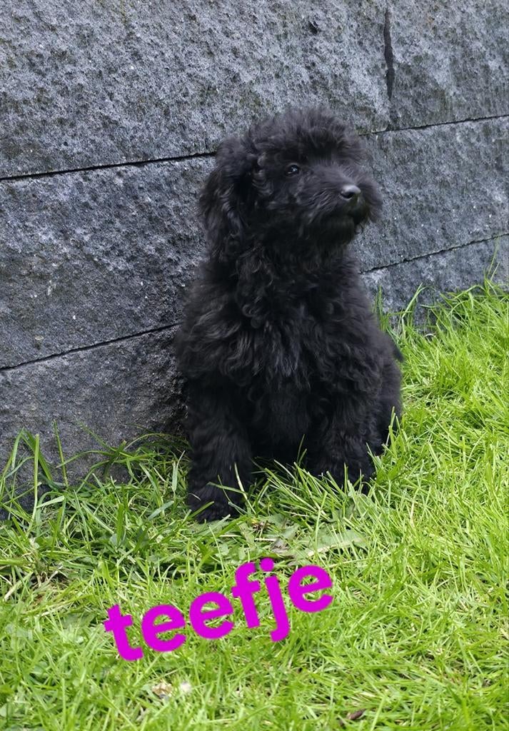 💙🩷 mooie kleine doodl pups mogen verhuizen 💙🩷, Dieren en Toebehoren, Honden | Chihuahua's en Gezelschapshonden, Parvo, Overige rassen