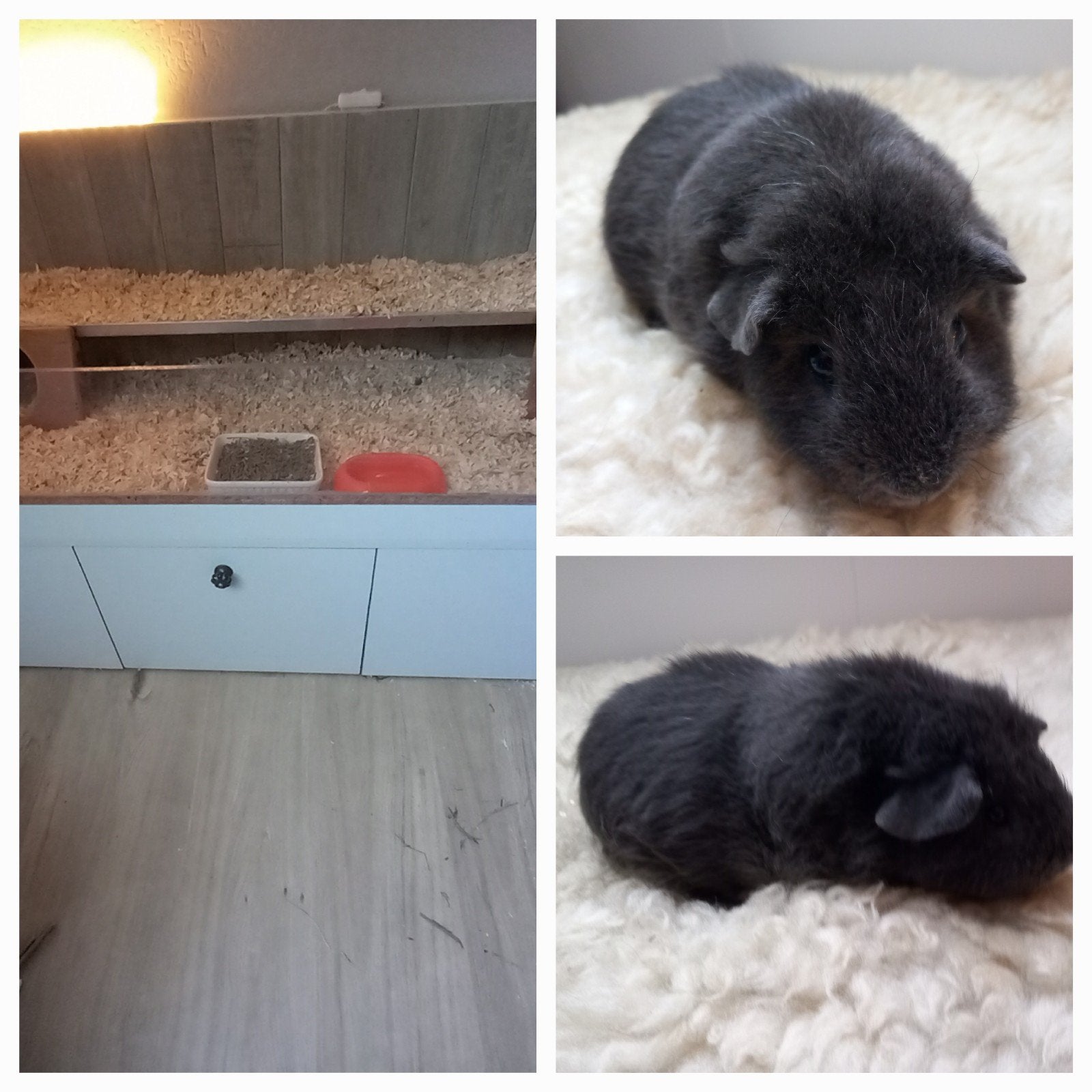 Mooie Donker grijze Cavia zoekt heel goed blijvend baasje, Dieren en Toebehoren, 110 cm of meer, Hok, Cavia, Ophalen