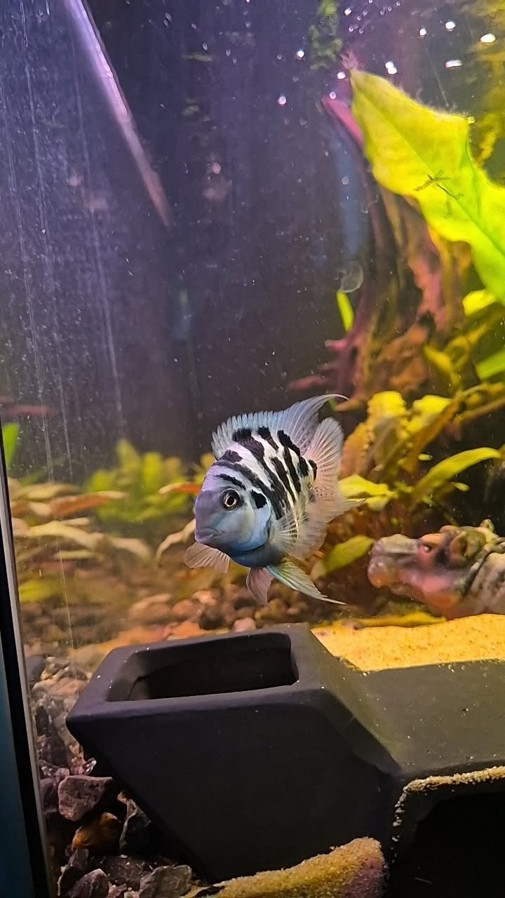 aquarium vissen zebracichlide