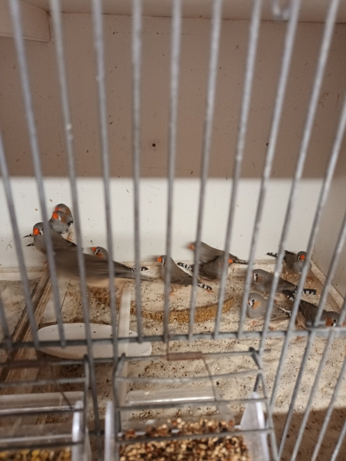 zebravinken van April 2026 , mooi op kleur., Meerdere dieren, Tropenvogel