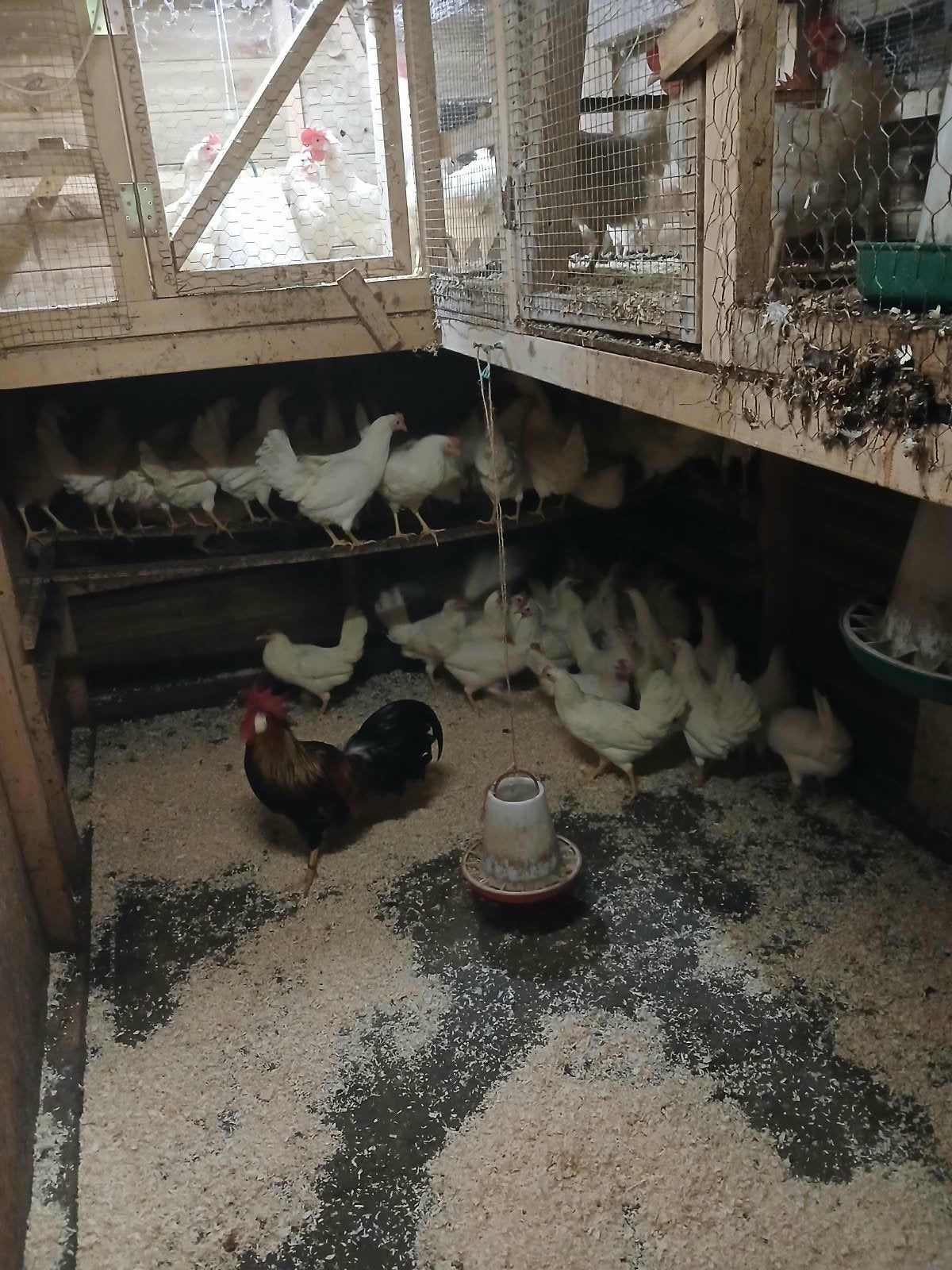 leghennen , witte leghorn, legkippen, Dieren en Toebehoren, Vrouwelijk