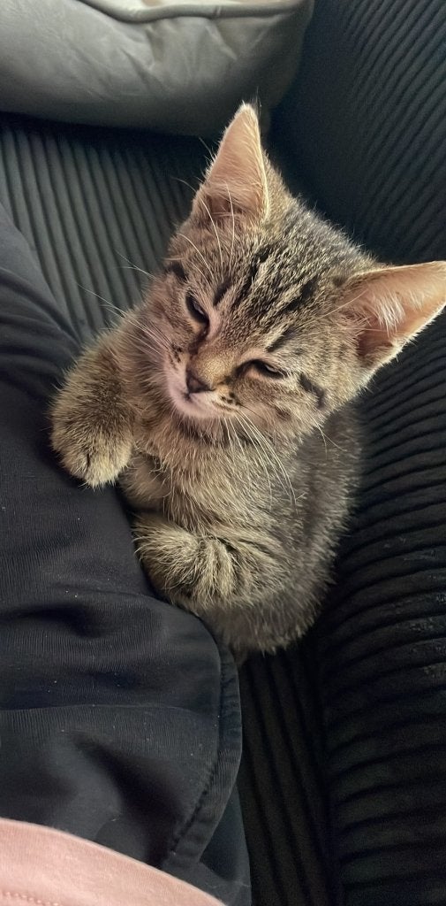 Kat (poes) te koop., Poes, Kortharig, 0 tot 2 jaar