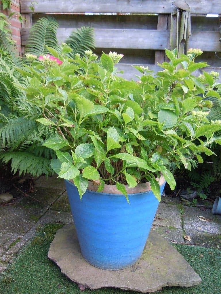 tuinplant, Vaste plant, Halfschaduw, Zomer, Ophalen
