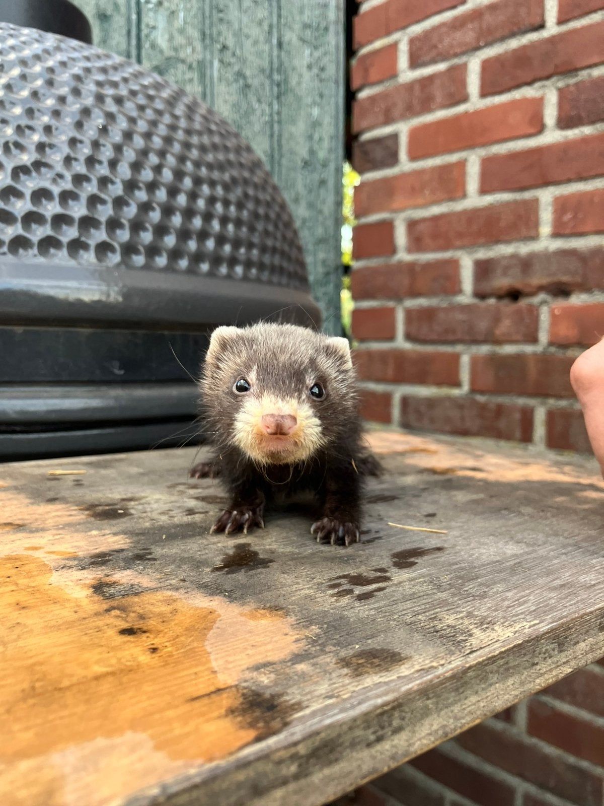 Fretten pups, Dieren en Toebehoren, Mei, Meerdere dieren