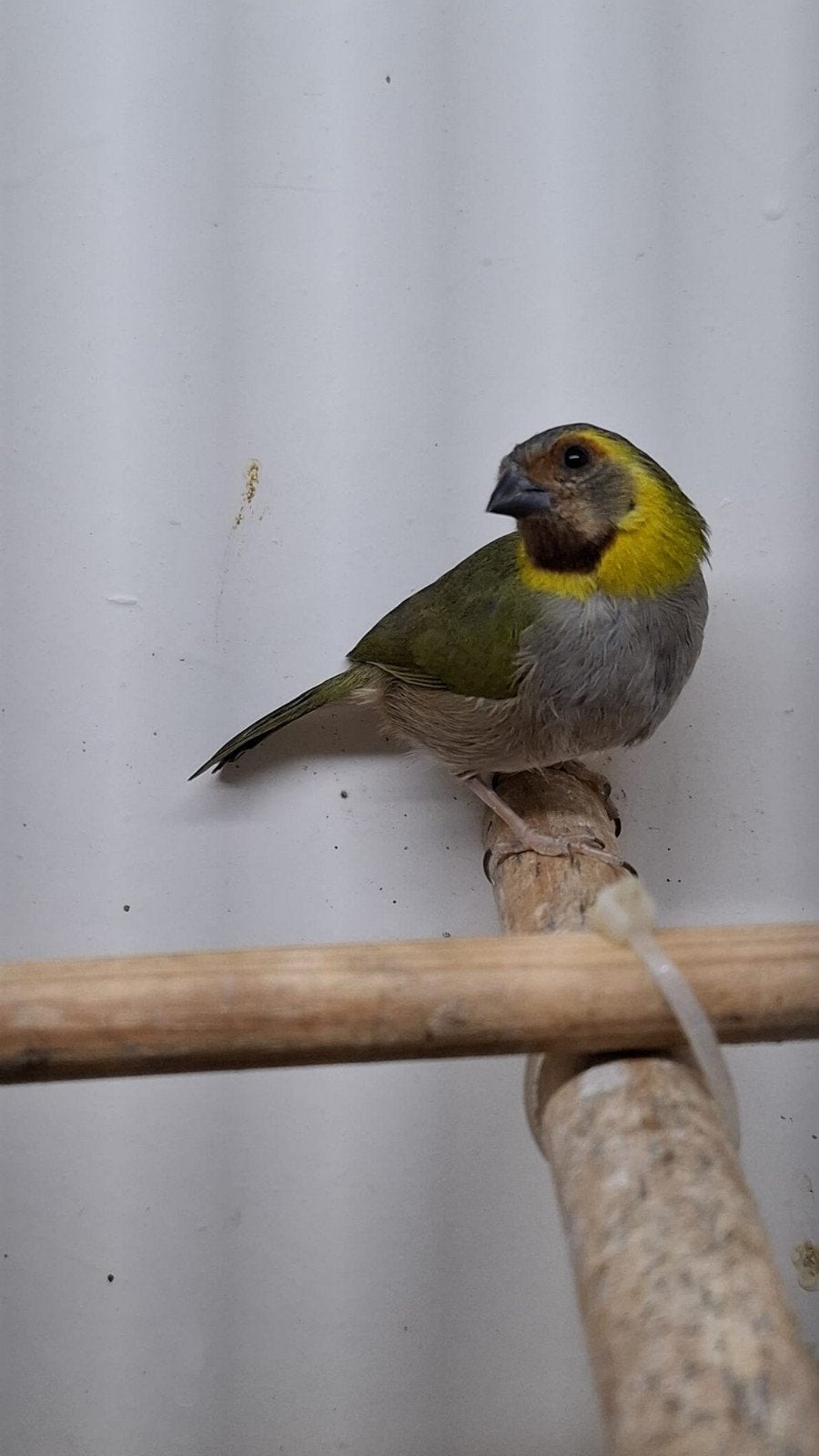 Cubavink pop 2026, Dieren en Toebehoren, Vogels | Overige Vogels, Vrouwelijk, Tropenvogel, Geringd
