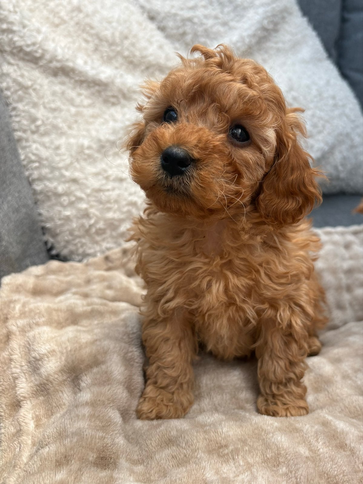 Toypoedel puppys poedel, Poedel, Parvo, Reu, 8 tot 15 weken