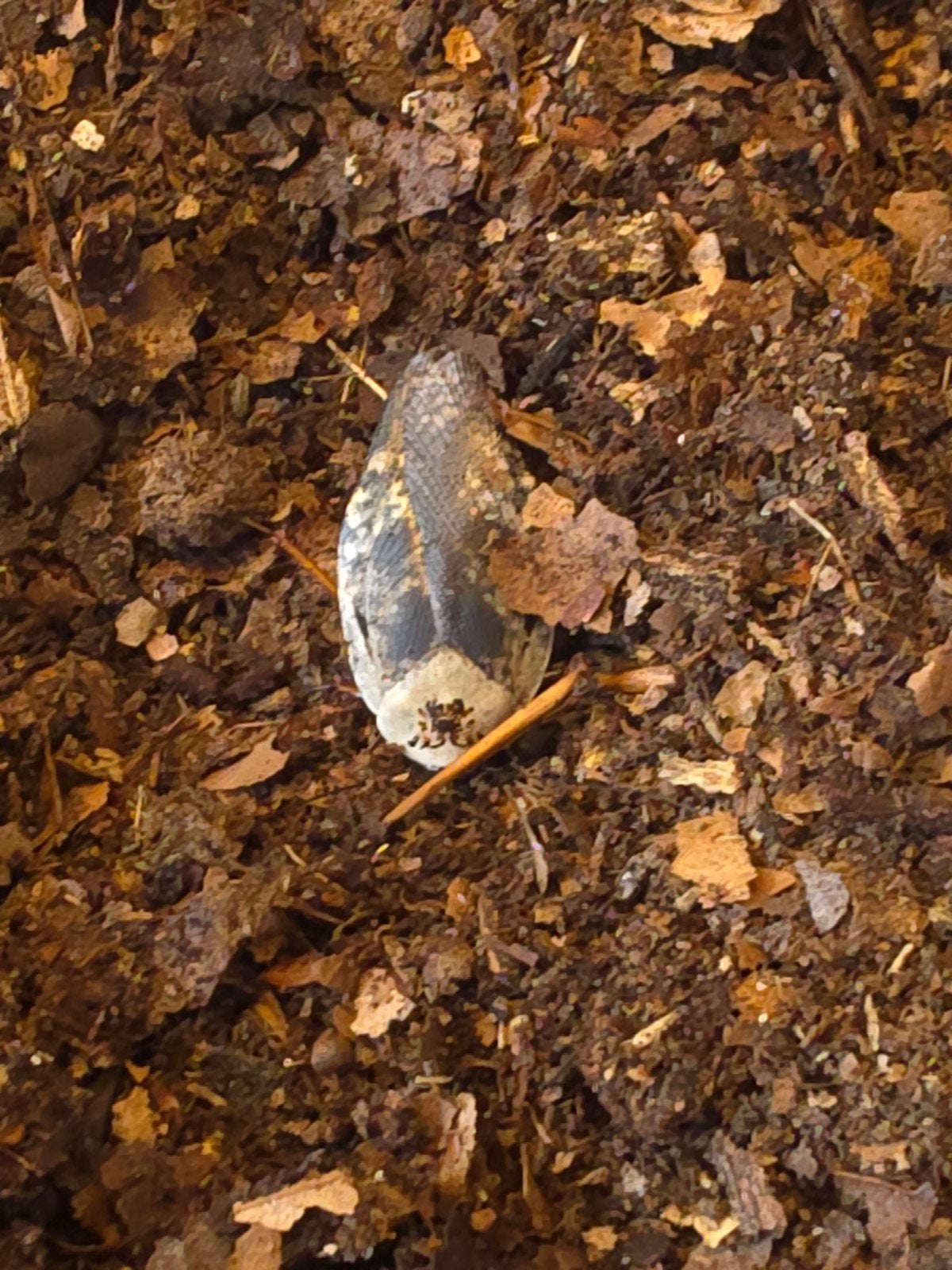 Roaches, Dieren en Toebehoren, Insecten en Spinnen, Overige soorten