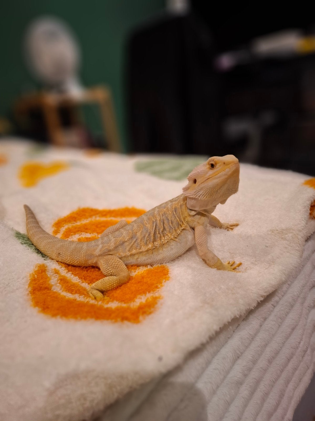 Leatherback baardagaam Bearded Dragon - male for sale from R.E
