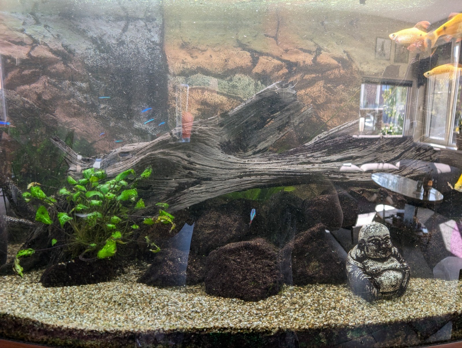 Juwel Rio 450, Ophalen of Verzenden, Gebruikt, Gevuld zoetwateraquarium