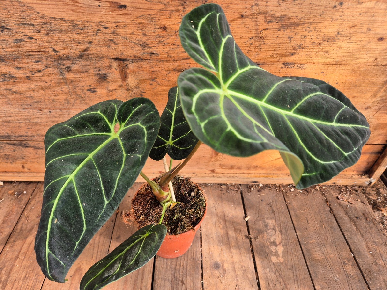 Anthurium Regale p12 (C), Huis en Inrichting, Ophalen of Verzenden, Halfschaduw, Minder dan 100 cm