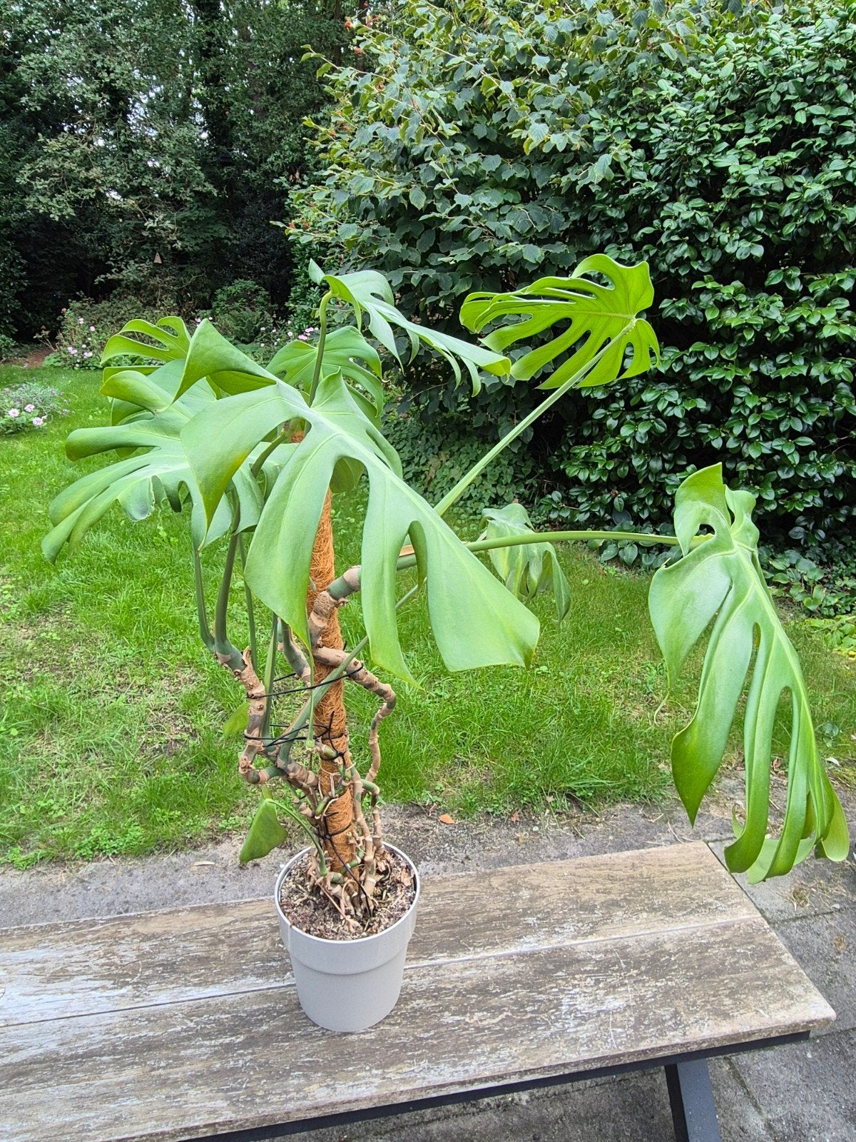 Grote Monstera Deliciosa - Kamerplant met mosstok, Ophalen, Overige soorten, Halfschaduw, Minder dan 100 cm