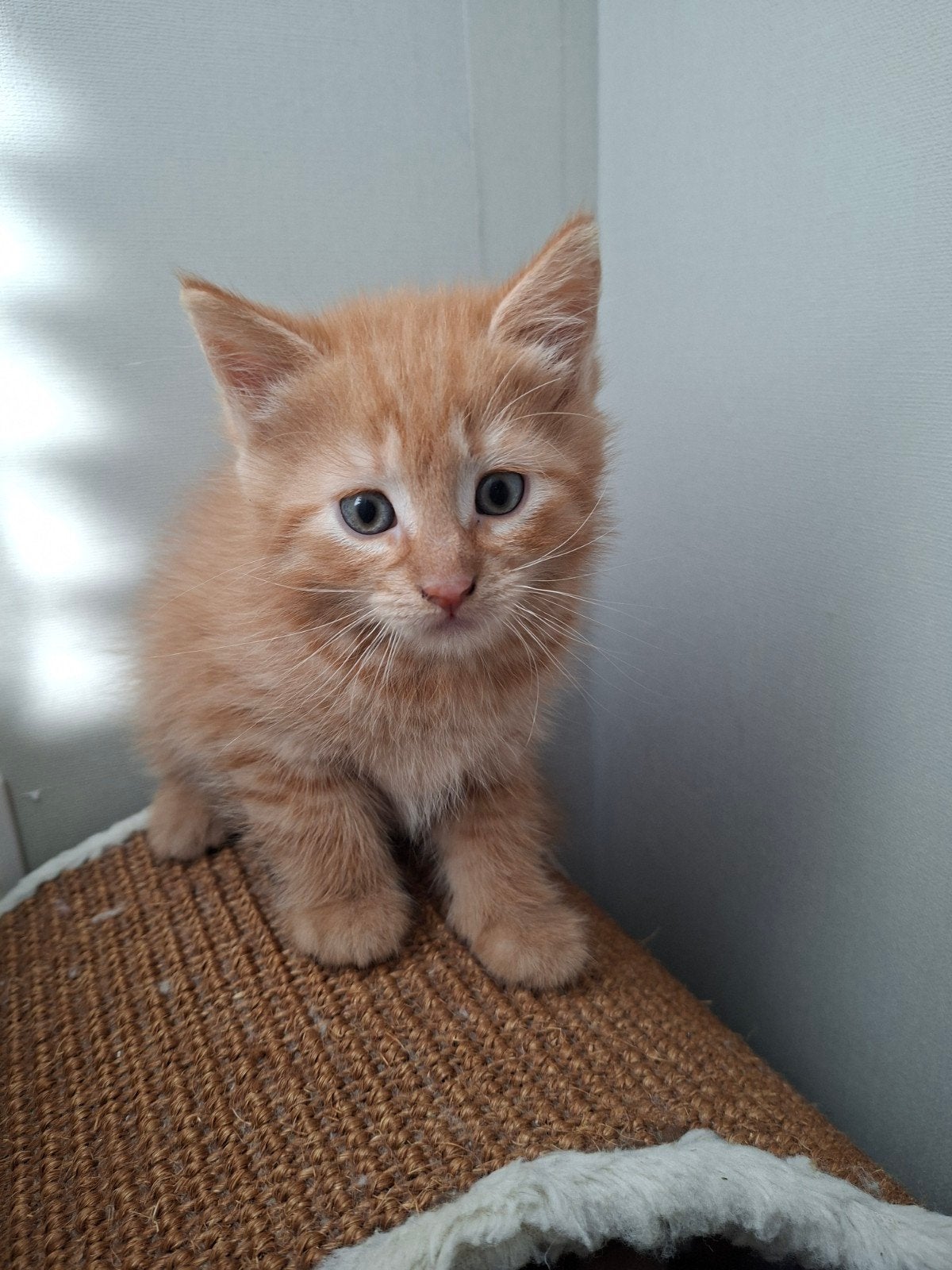 mooi kleurrijk nestje kittens