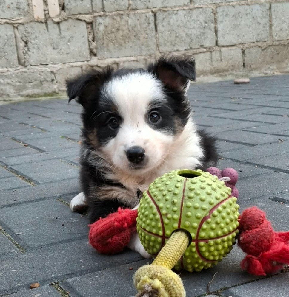 Border collie pups, 8 tot 15 weken, Collie, Meerdere, Meerdere dieren