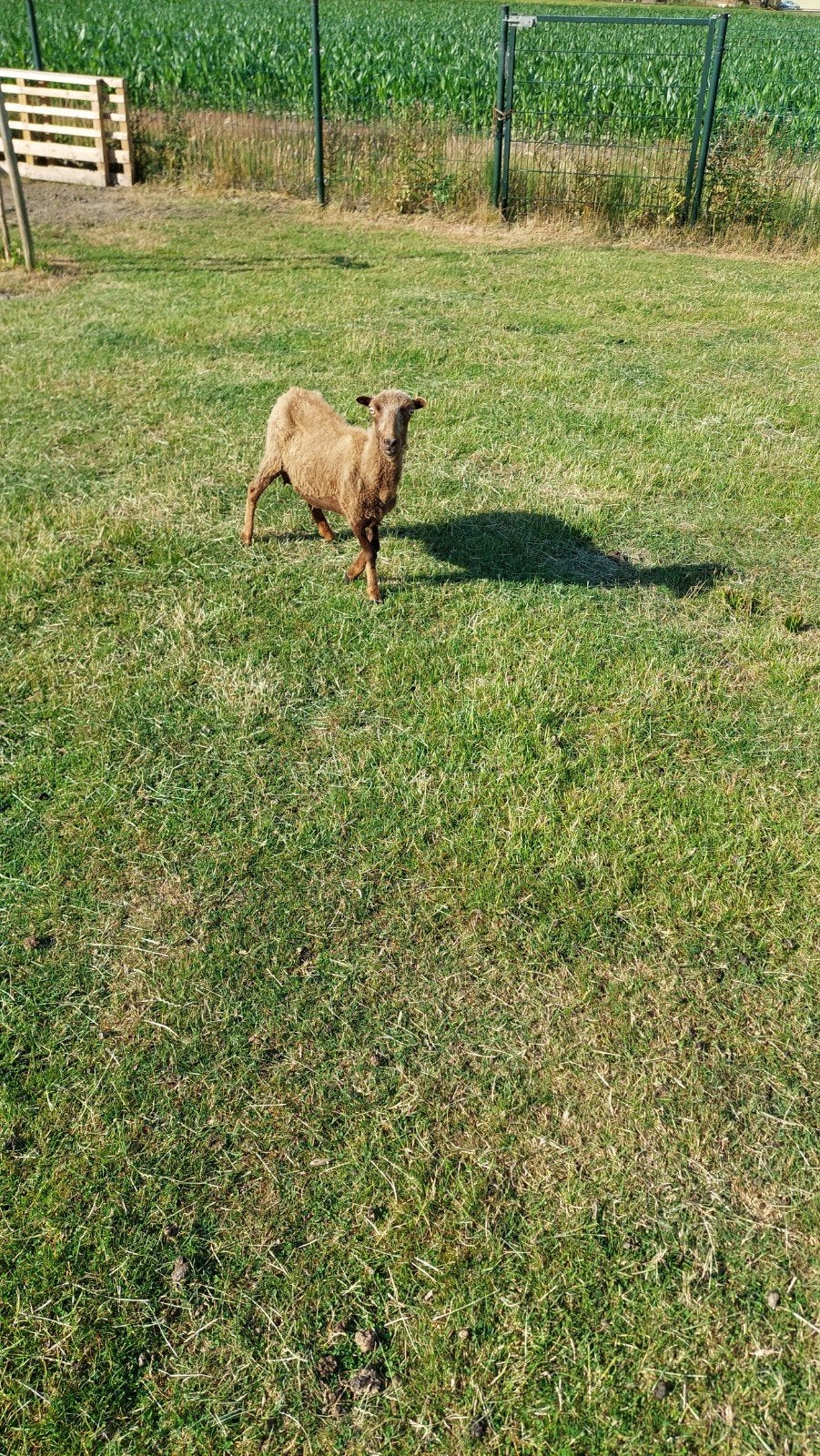 Ouessant ooi met ooilam, Dieren en Toebehoren, Vrouwelijk, Schaap