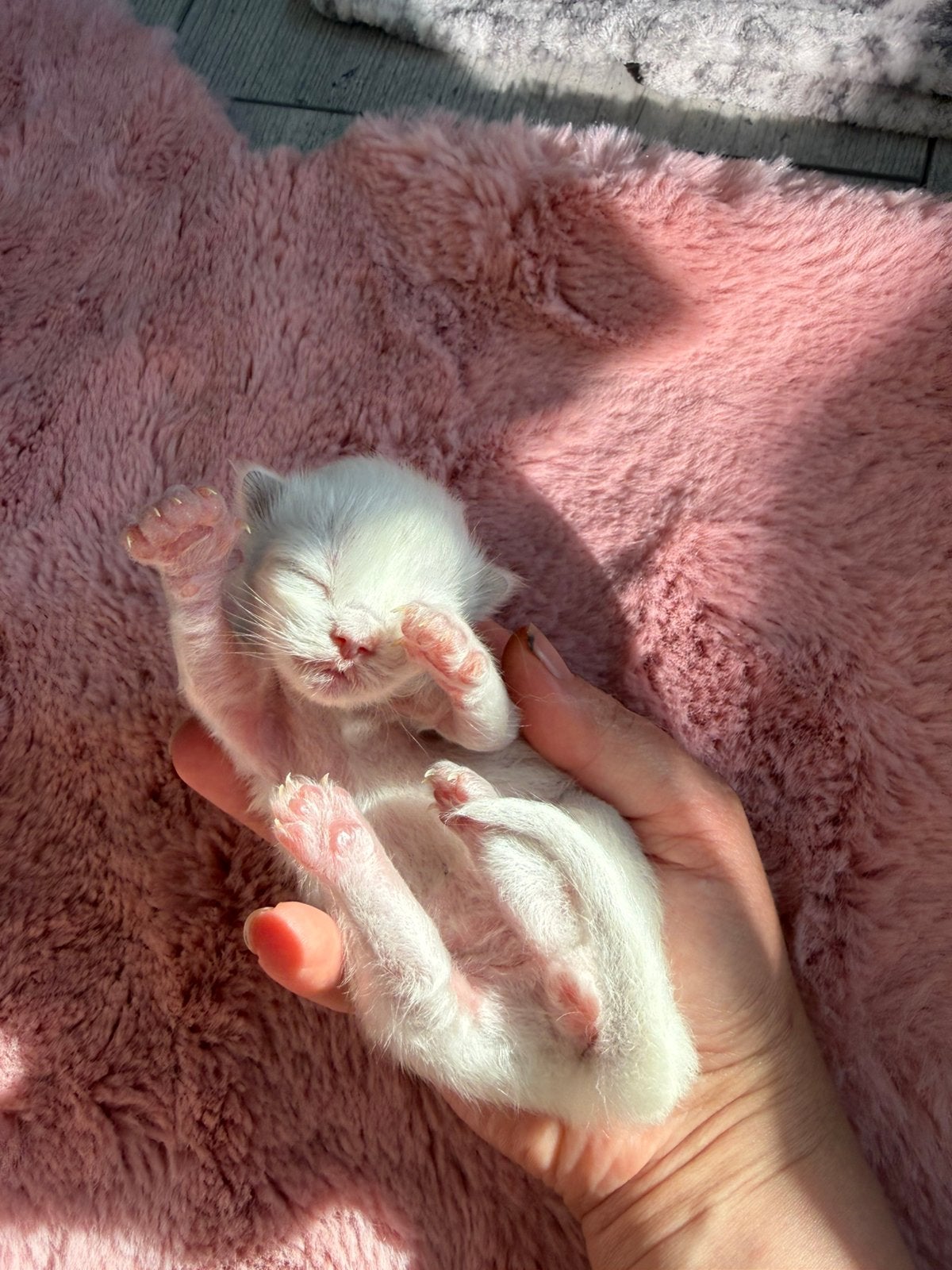 Ragdolls kittens, mogen hun netstje verlaten., Meerdere dieren, Gechipt, 0 tot 2 jaar
