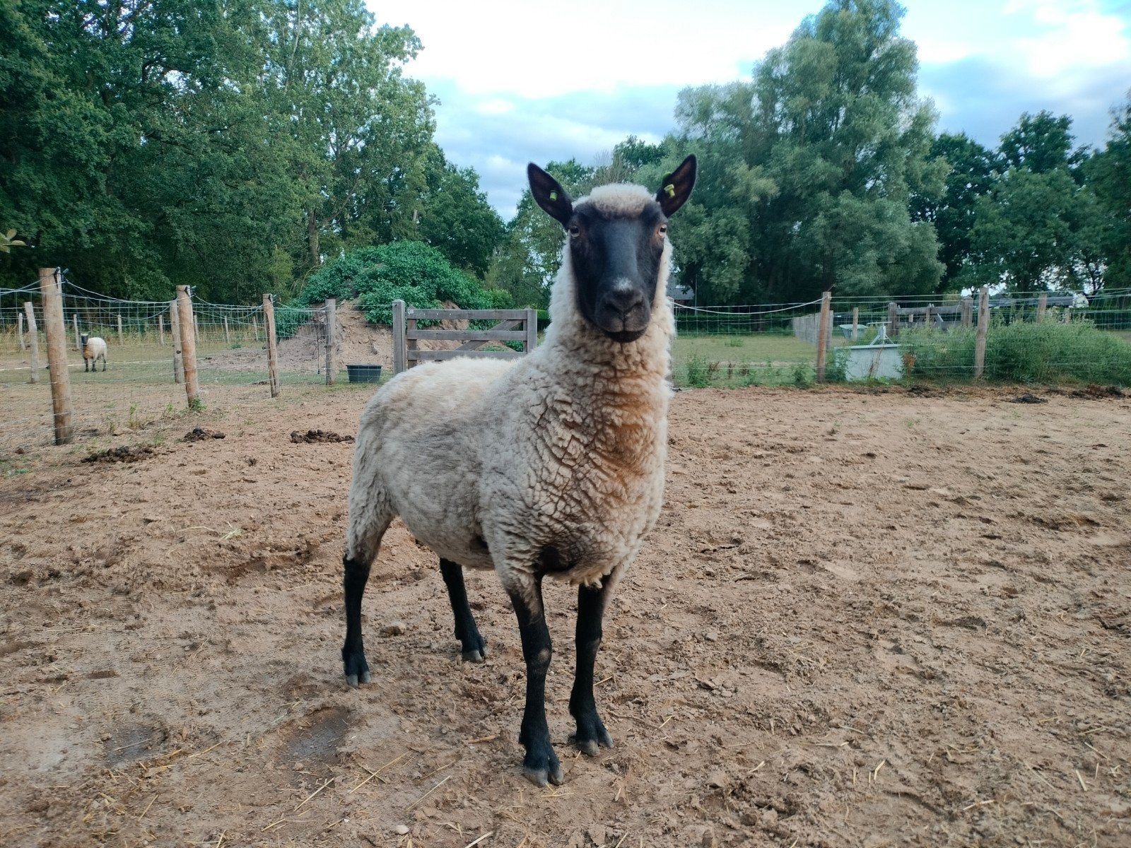 Clun Forest ooi, Dieren en Toebehoren, Schapen, Geiten en Varkens, Schaap, Vrouwelijk