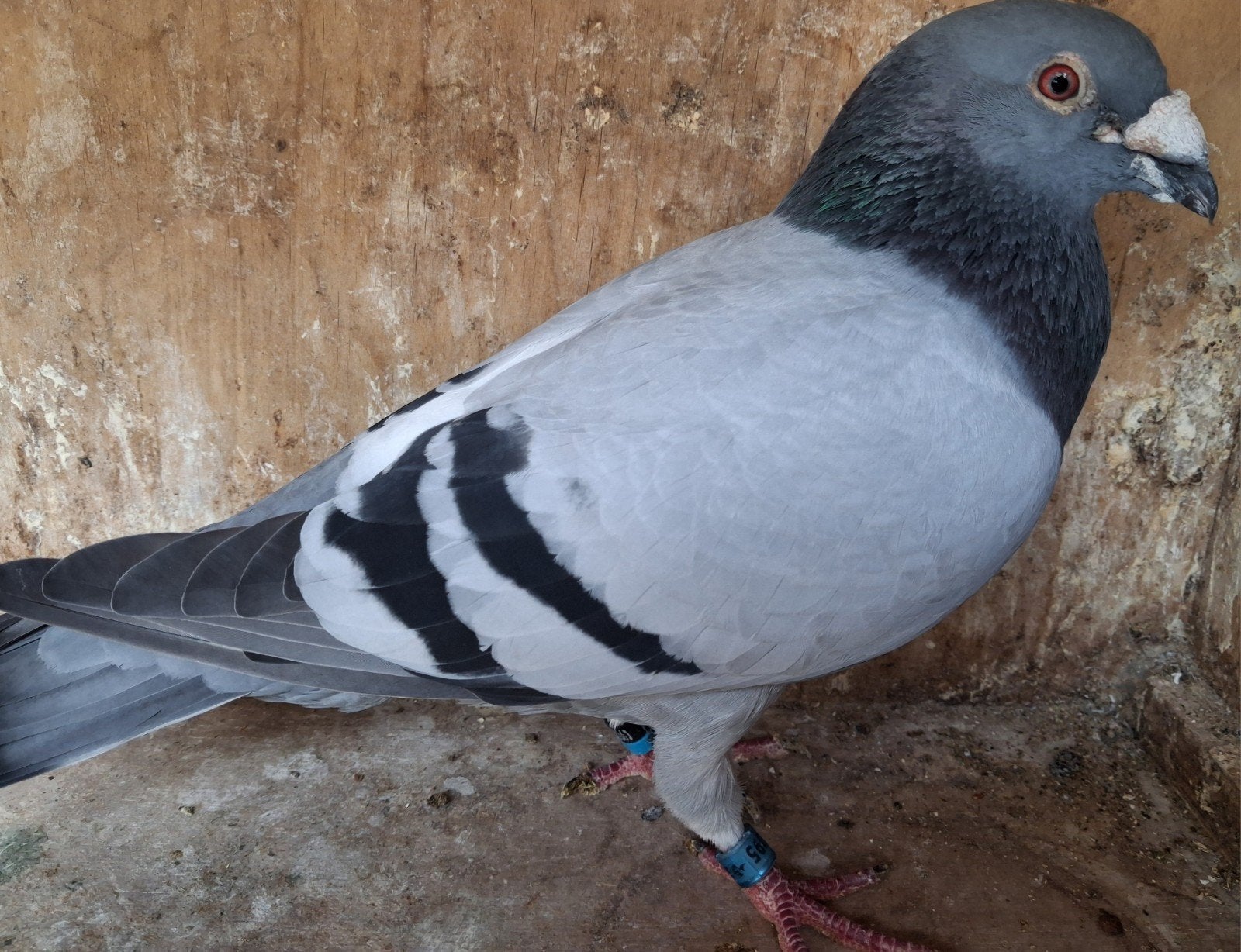 Postduif doffer, Dieren en Toebehoren, Vogels | Duiven, Mannelijk, Postduif