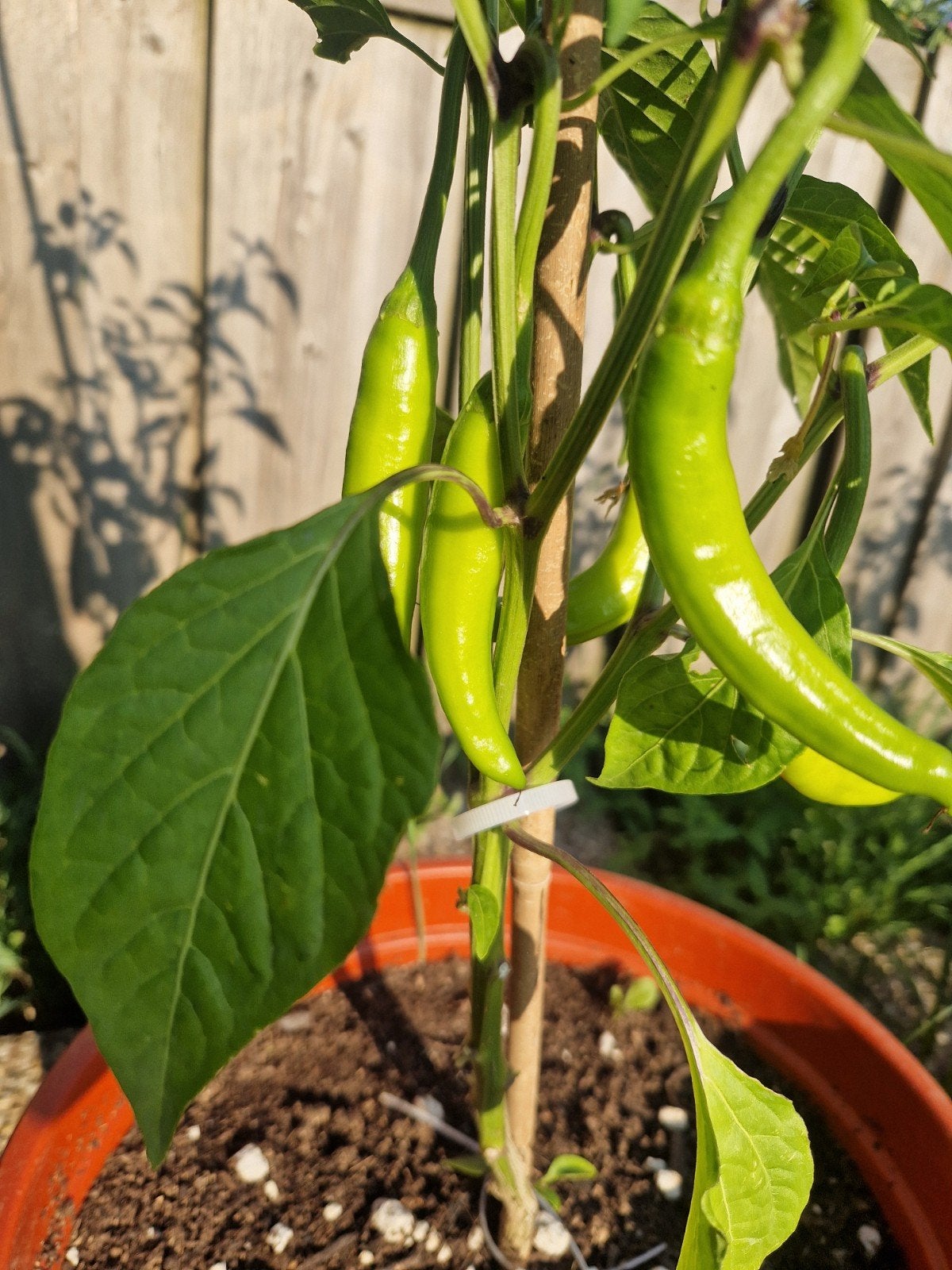 Grote Spaanse chili plant peper met peper in pot, Tuin en Terras, Ophalen, Volle zon, Groenteplanten, Eenjarig