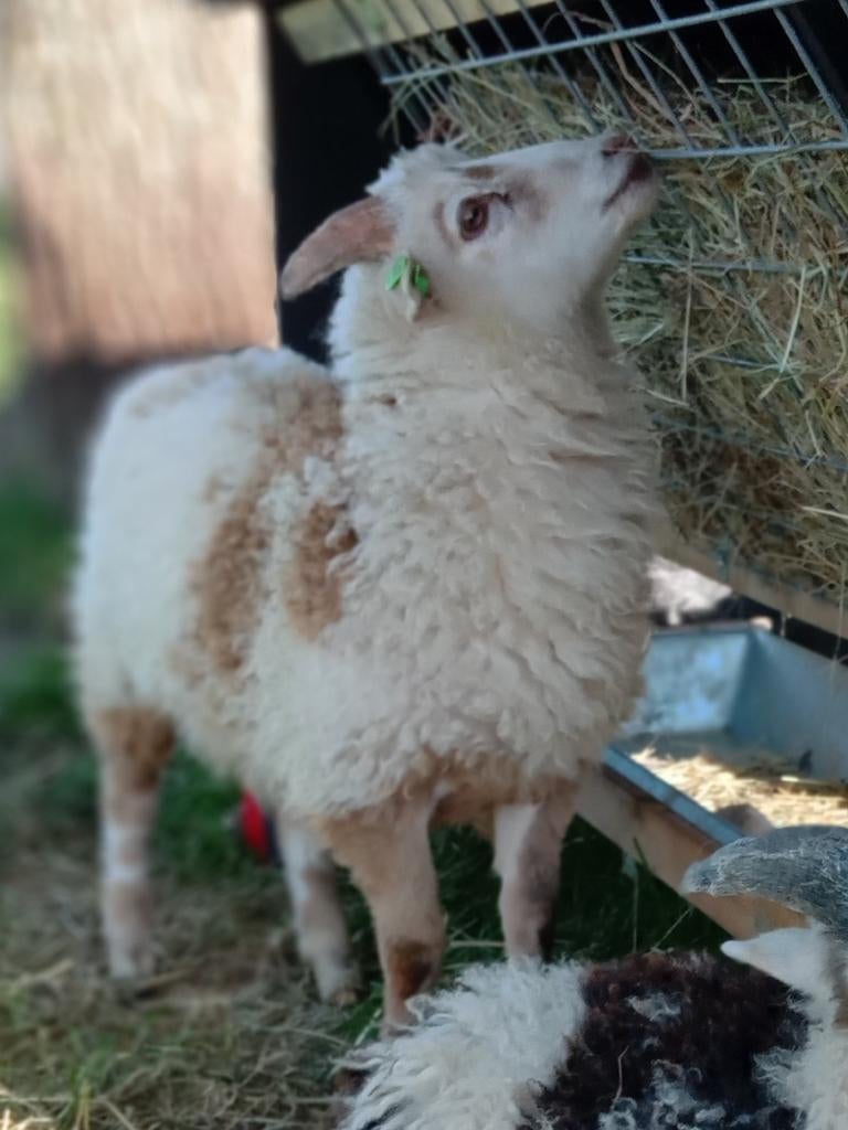 Skudde schaap lam, Dieren en Toebehoren, Schapen, Geiten en Varkens, Mannelijk, Schaap, 0 tot 2 jaar
